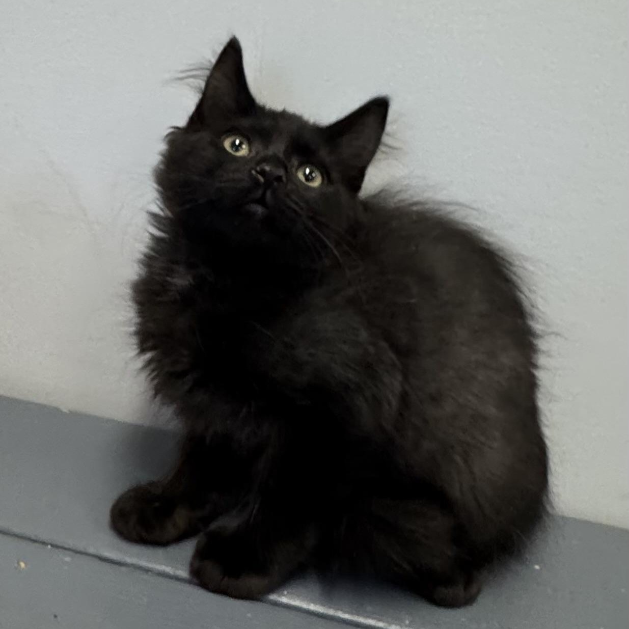 Sean, Adoptable, Kitten Male Domestic Medium Hair.