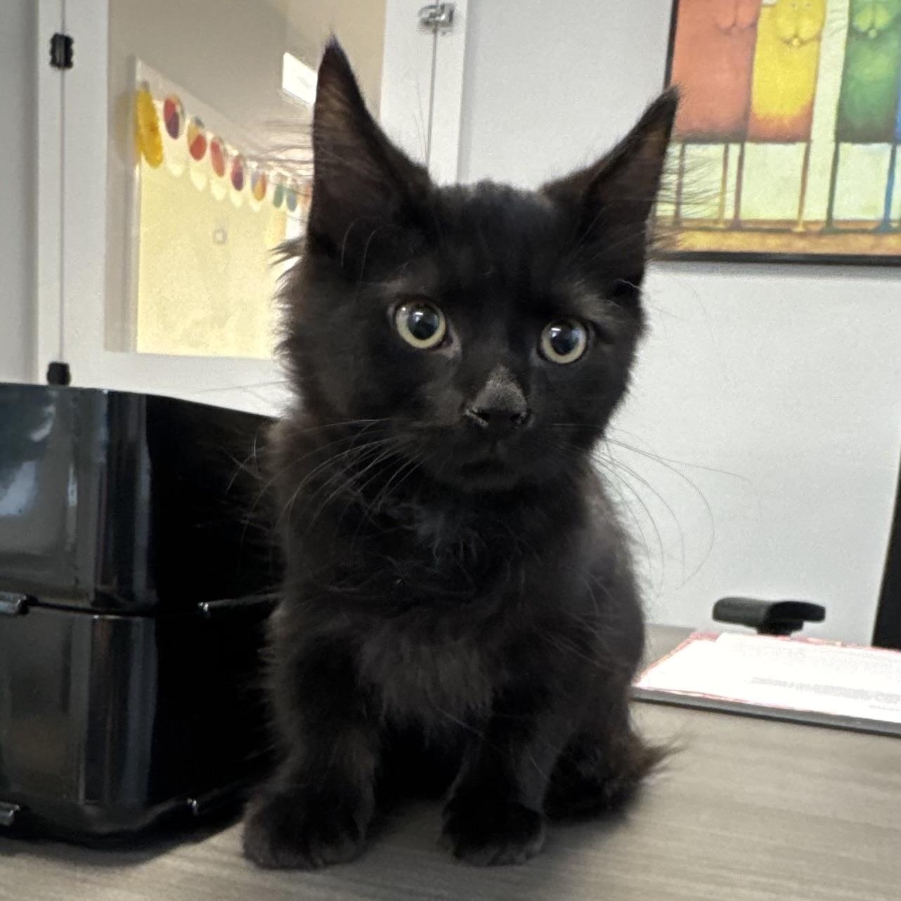 Enlarge Sean, a Adoptable Domestic Medium Hair in East Northport, NY image 6/6