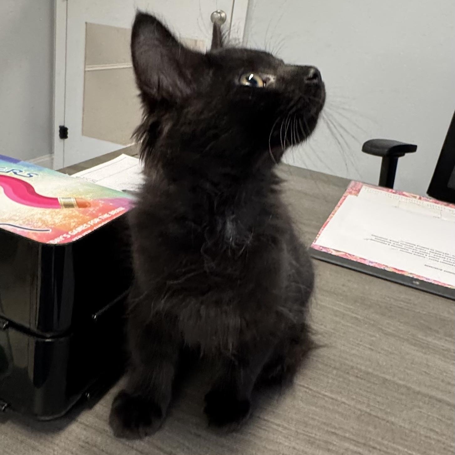 Enlarge Sean, a Adoptable Domestic Medium Hair in East Northport, NY image 3/6
