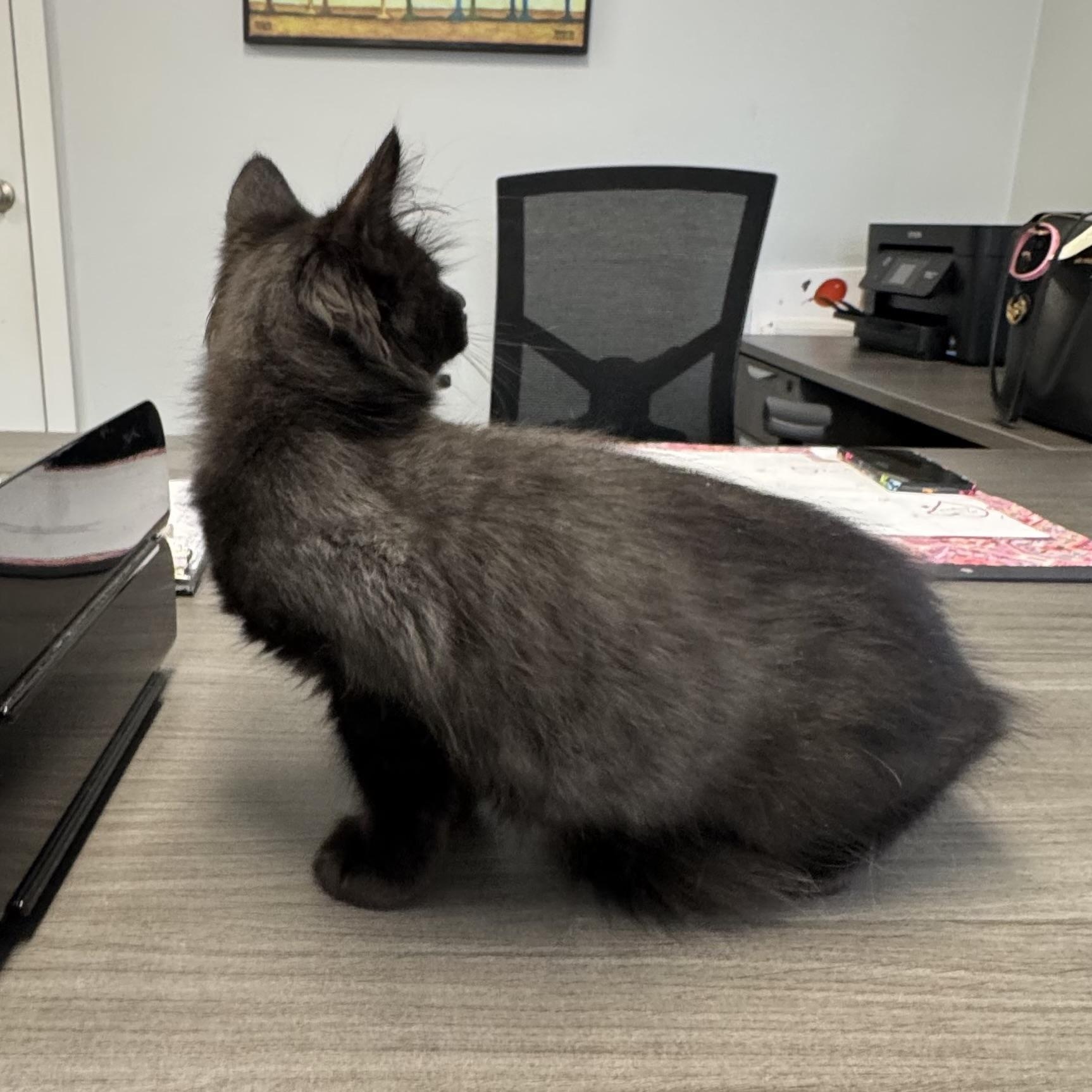 Enlarge Sean, a Adoptable Domestic Medium Hair in East Northport, NY image 2/6