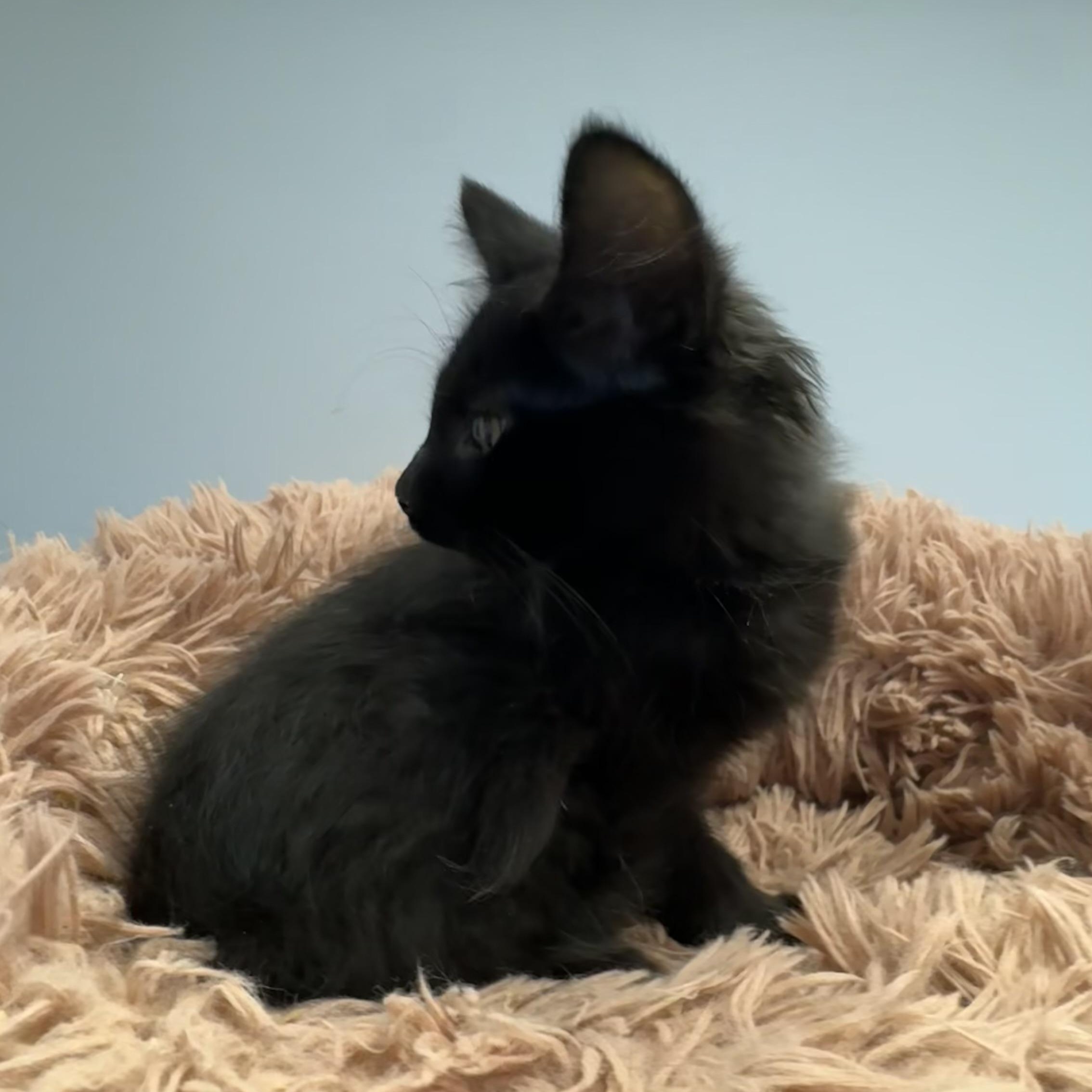 Enlarge Sean, a Adoptable Domestic Medium Hair in East Northport, NY image 5/6
