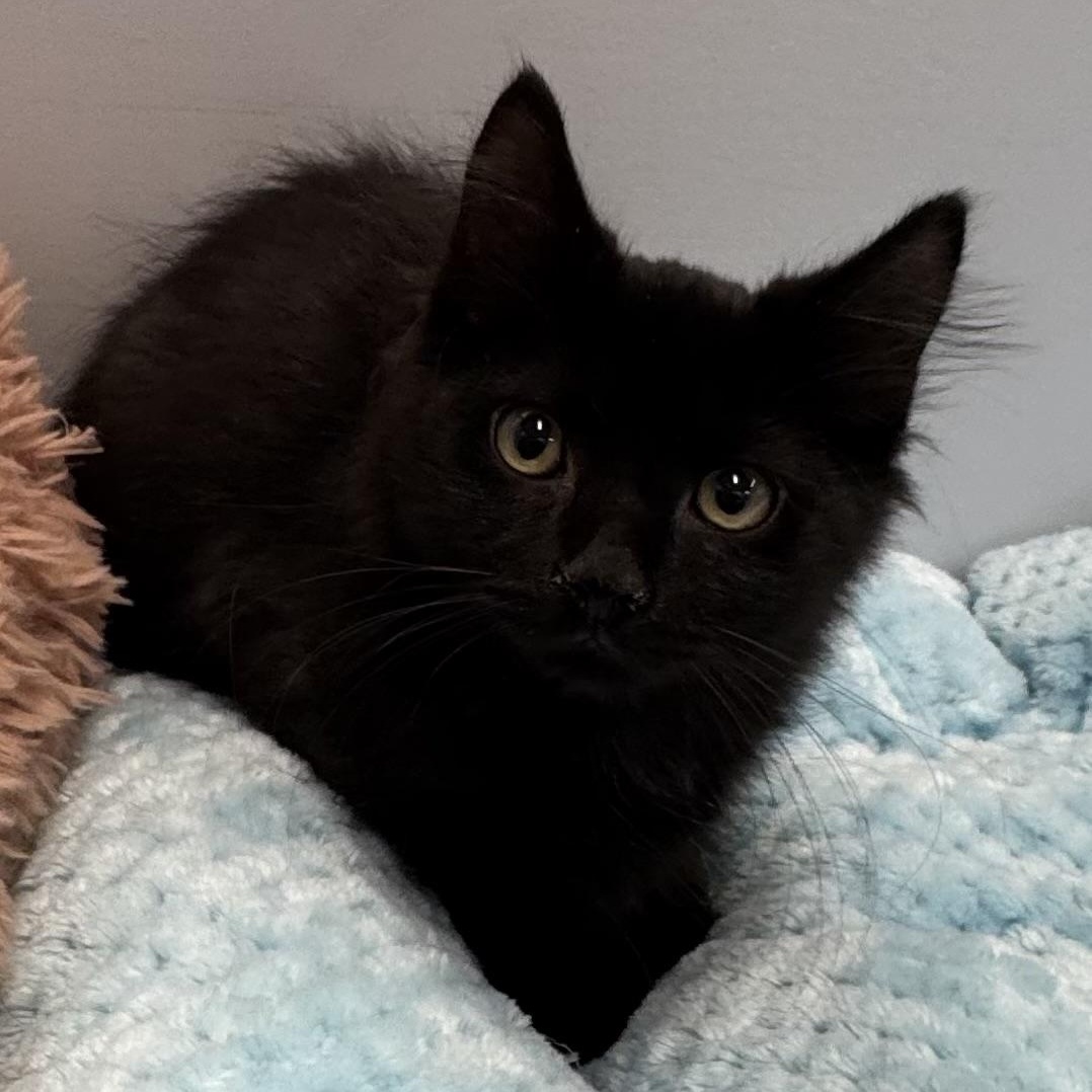 Enlarge Sean, a Adoptable Domestic Medium Hair in East Northport, NY image 4/6