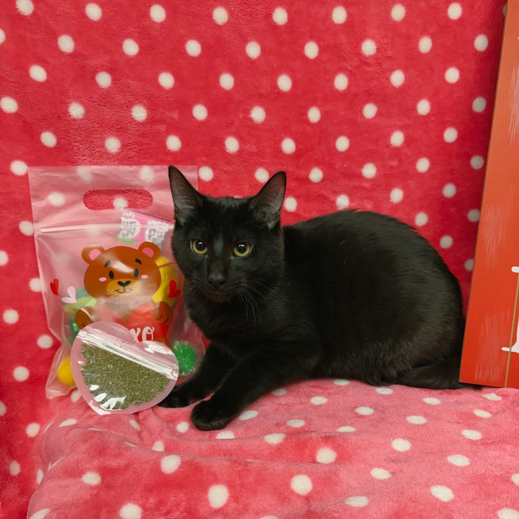 Chuckie, Adoptable, Kitten Male Domestic Short Hair.