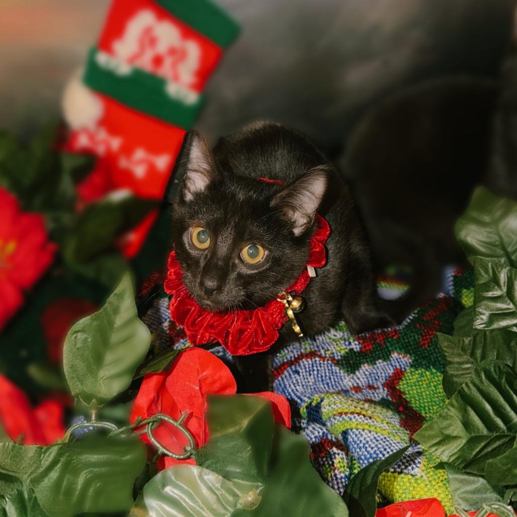 Chuckie, a Adoptable Domestic Short Hair in Corbin, KY image 2/5