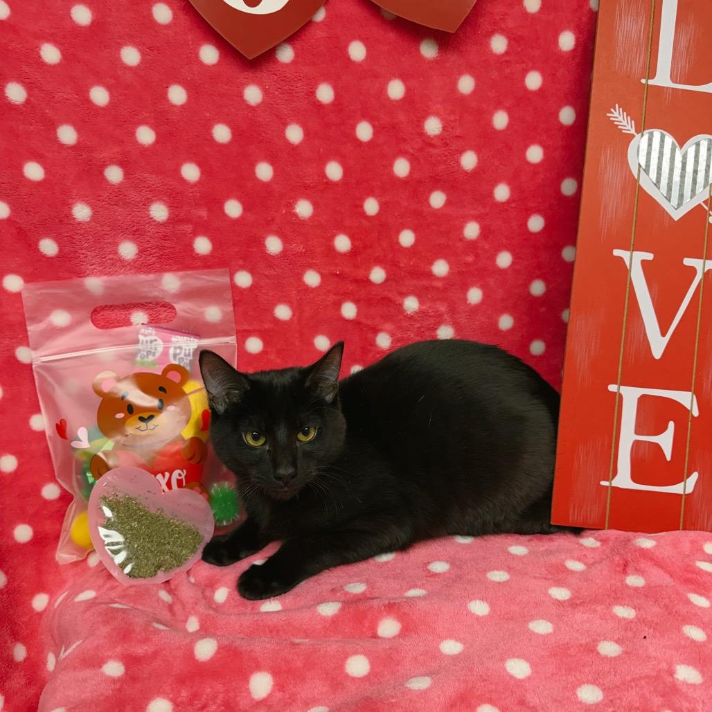 Chuckie, a Adoptable Domestic Short Hair in Corbin, KY image 3/5