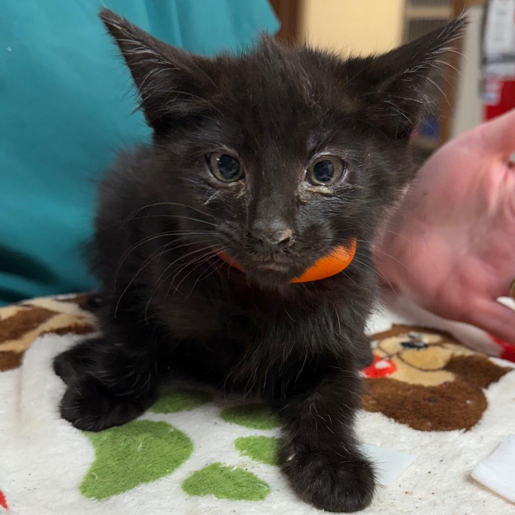 Chuckie, a Adoptable Domestic Short Hair in Corbin, KY image 4/5