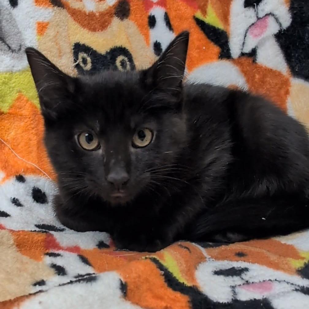 Chuckie, a Adoptable Domestic Short Hair in Corbin, KY image 5/5