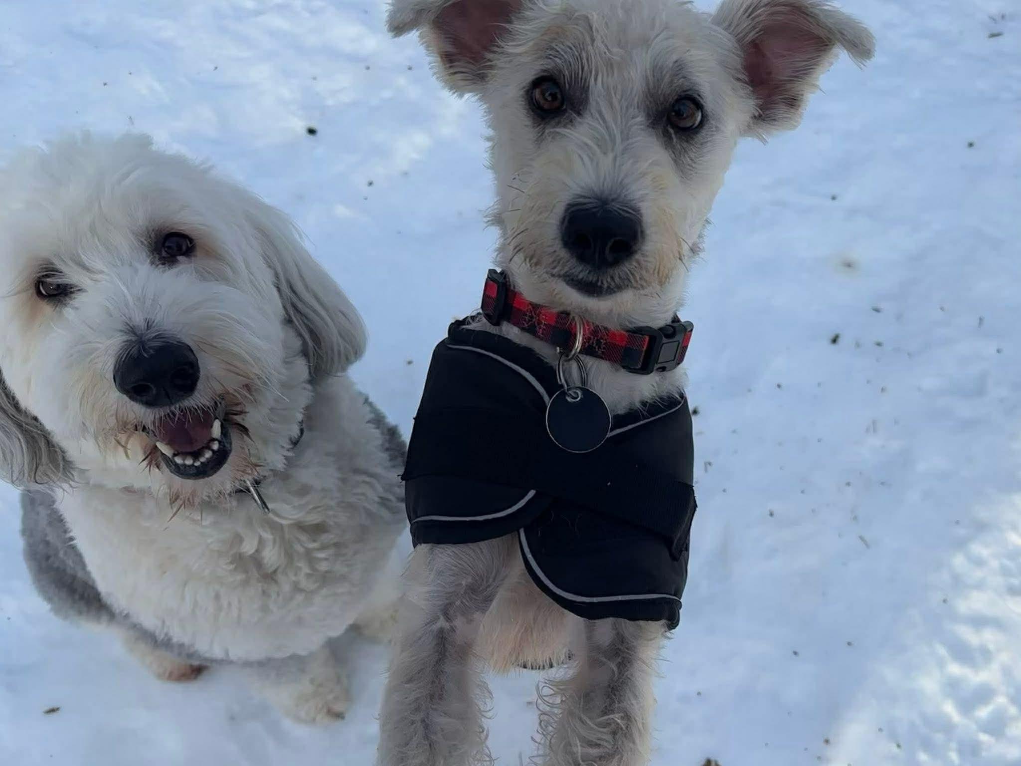 Enlarge Tia, an adopted mixed breed in Edmonton, AB image 2/6