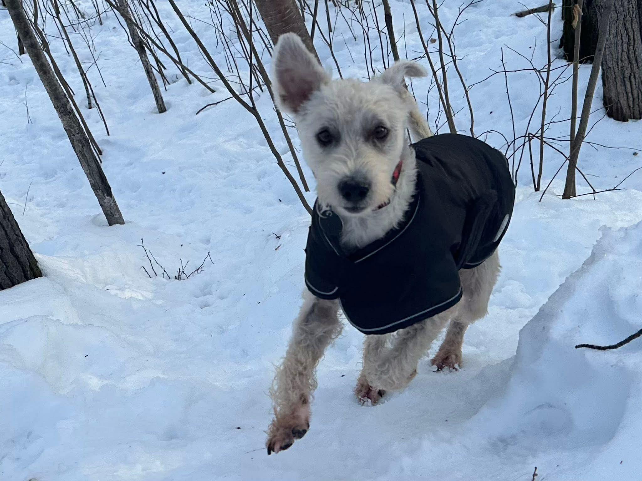 Enlarge Tia, an adopted mixed breed in Edmonton, AB image 6/6