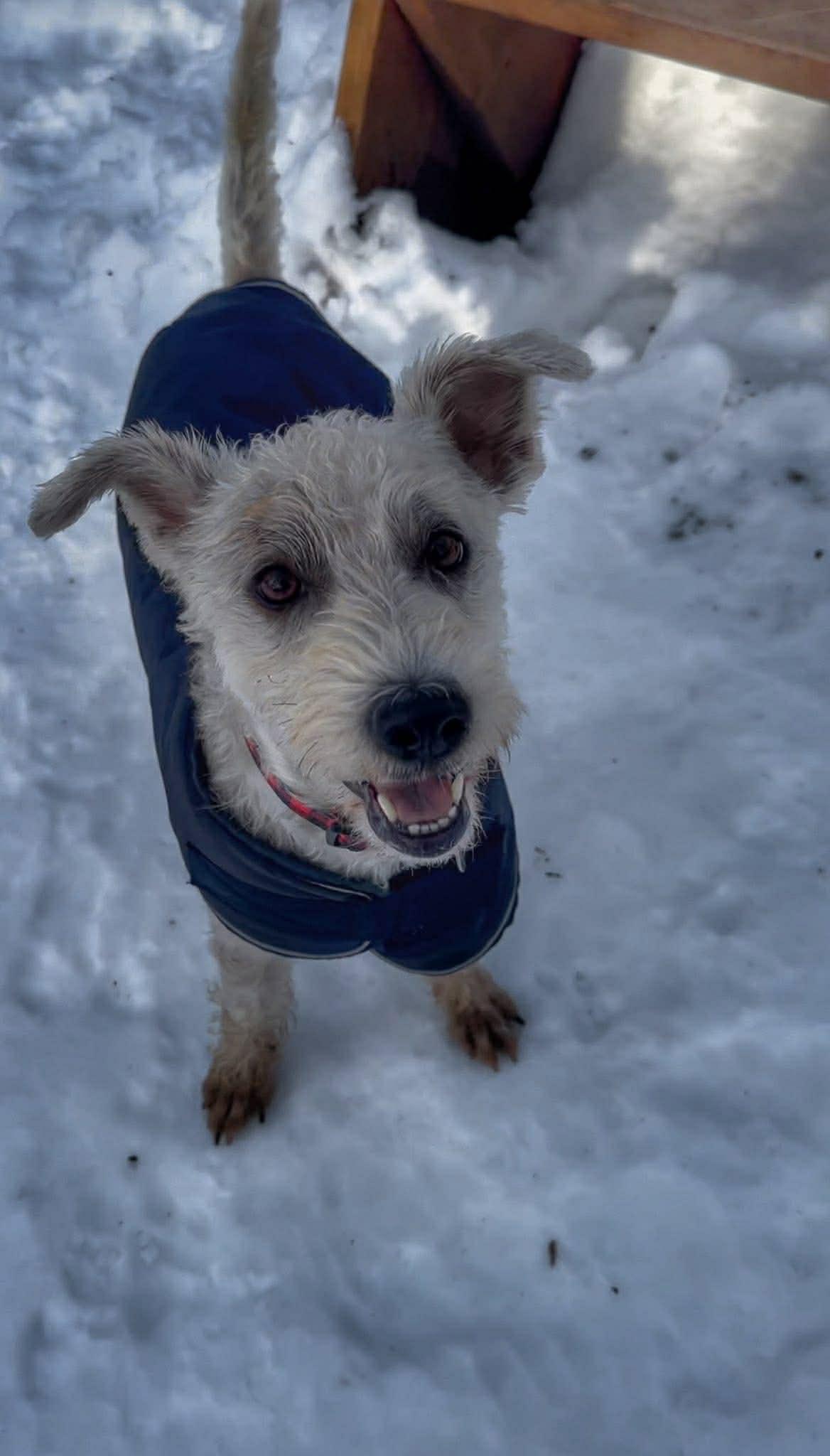 Enlarge Tia, an adopted mixed breed in Edmonton, AB image 4/6