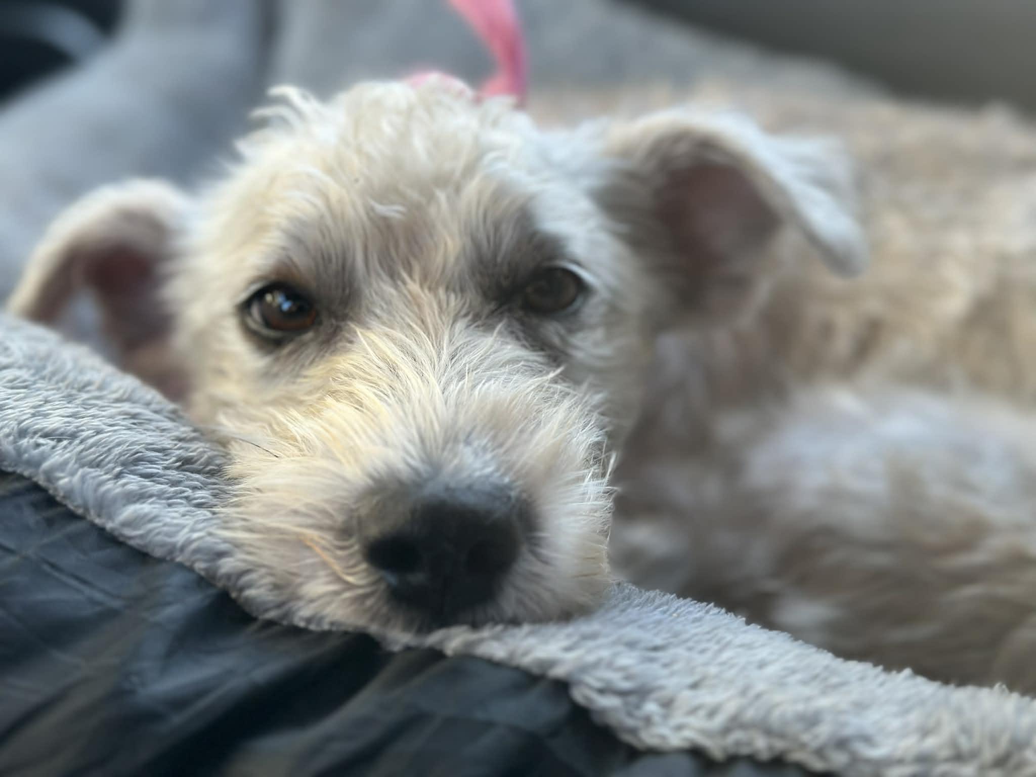 Enlarge Tia, an adopted mixed breed in Edmonton, AB image 5/6