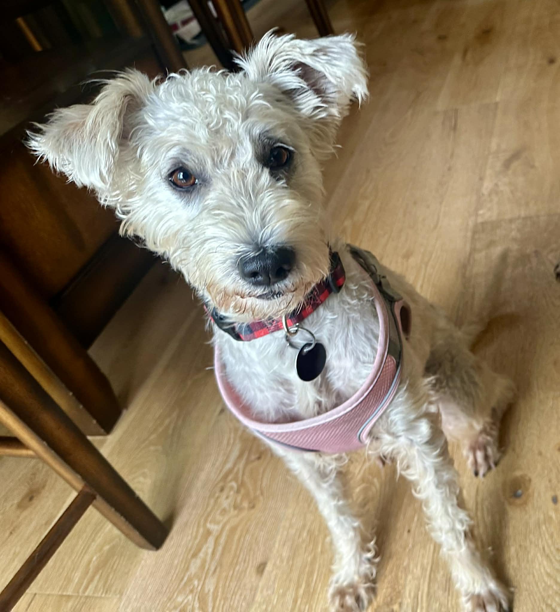 Enlarge Tia, an adopted mixed breed in Edmonton, AB image 1/6