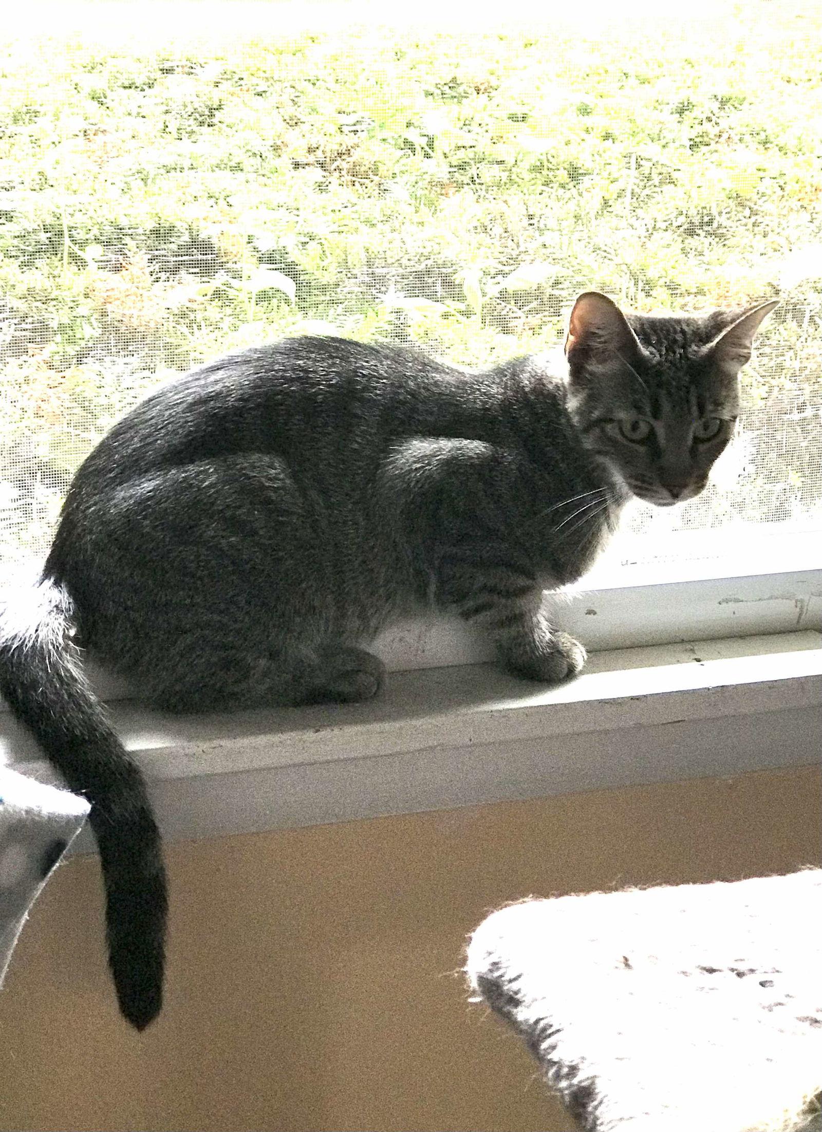 Enlarge Fae, a Adoptable Domestic Short Hair in Rochester, NY image 1/1