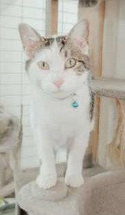 Dax, Adoptable, Young Male Tabby & Domestic Short Hair.