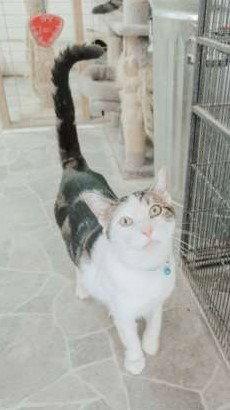 Enlarge Dax, a Adoptable mixed breed in Attalla, AL image 2/3