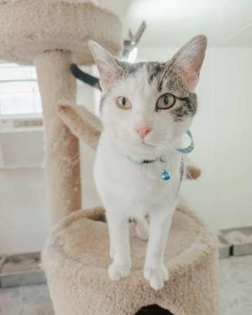 Enlarge Dax, a Adoptable mixed breed in Attalla, AL image 3/3