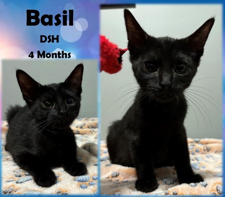 Basil