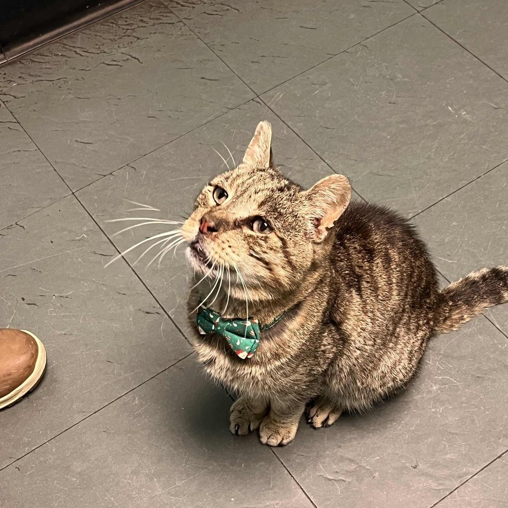 Milo, a Adoptable Domestic Short Hair in Albany, NY image 1/5