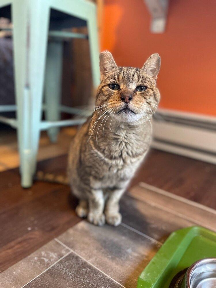 Milo, Adoptable, Senior Male Domestic Short Hair.