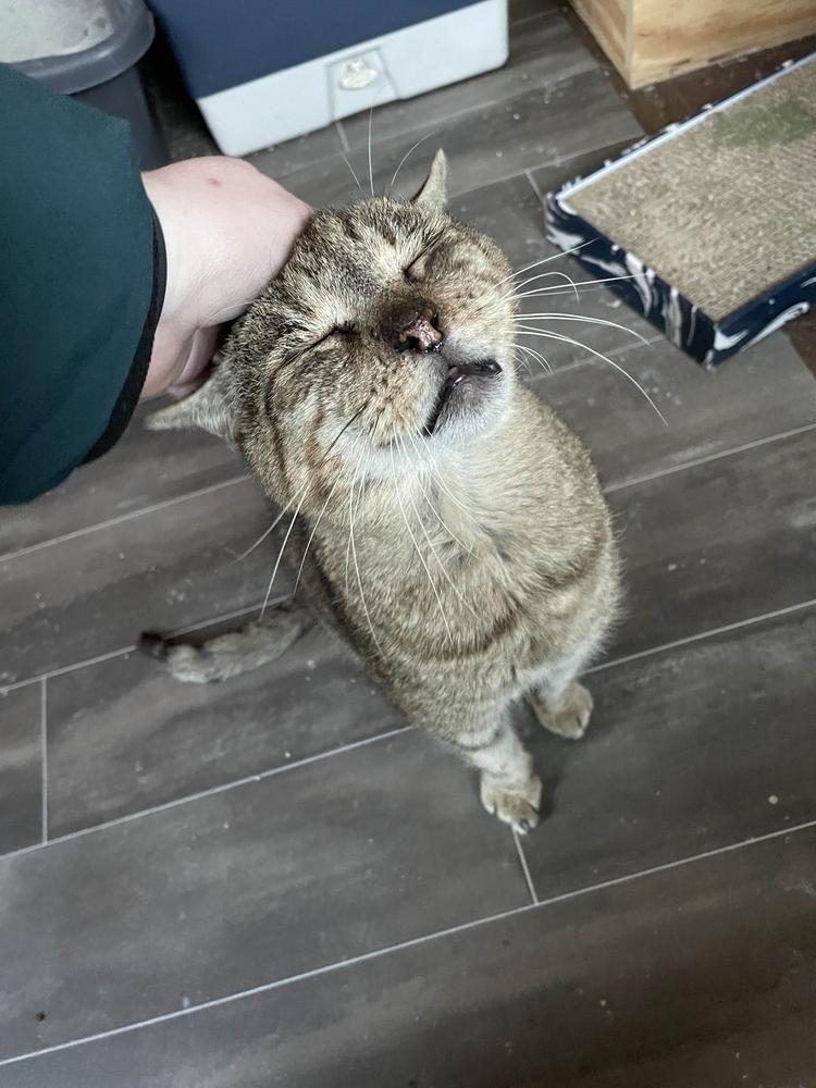 Milo, a Adoptable Domestic Short Hair in Albany, NY image 3/6