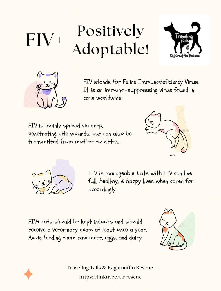 Milo, a Adoptable Domestic Short Hair in Albany, NY image 4/6