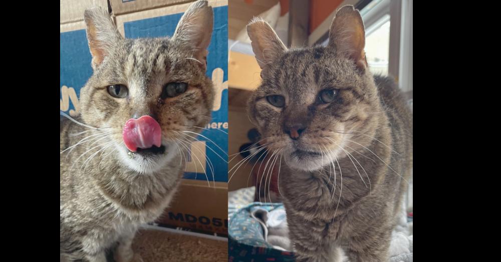 Milo, a Adoptable Domestic Short Hair in Albany, NY image 5/6