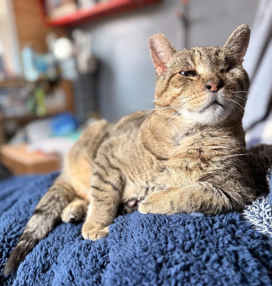 Milo, a Adoptable Domestic Short Hair in Albany, NY image 3/5