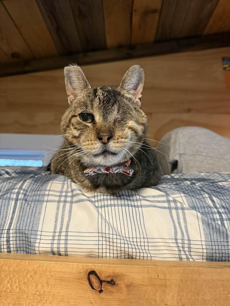 Milo, Adoptable, Senior Male Domestic Short Hair.
