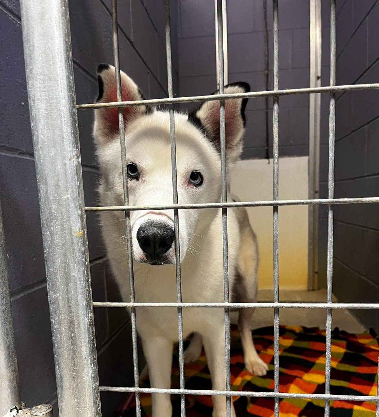 Enlarge Eclipse, a Adoptable Husky in Attica, IN image 2/2