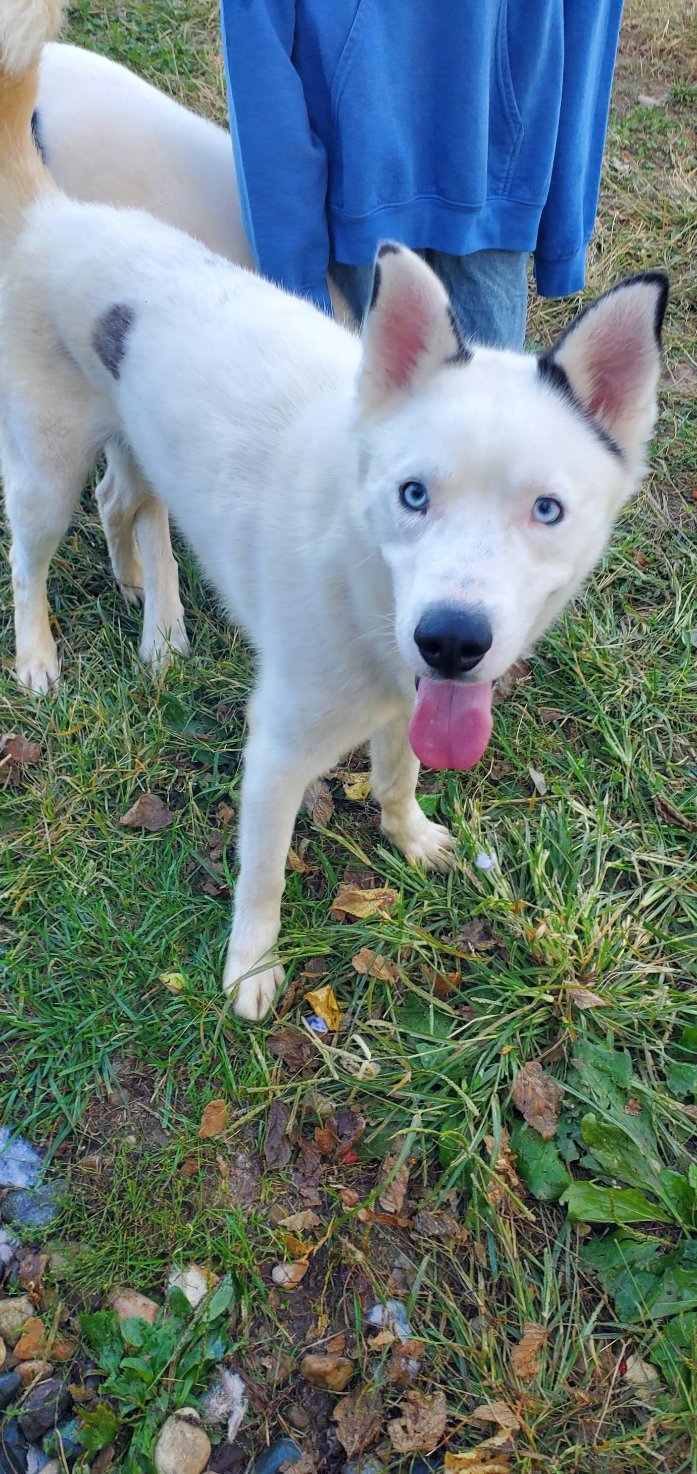 Eclipse, Adoptable, Adult Male Husky.