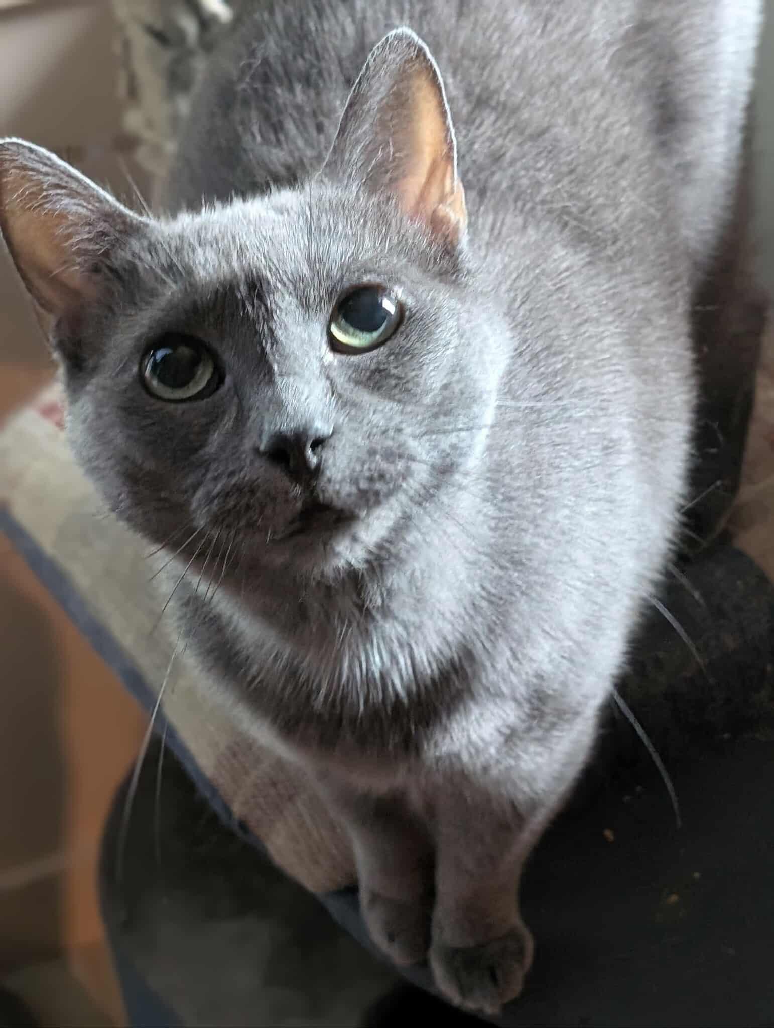 GREY