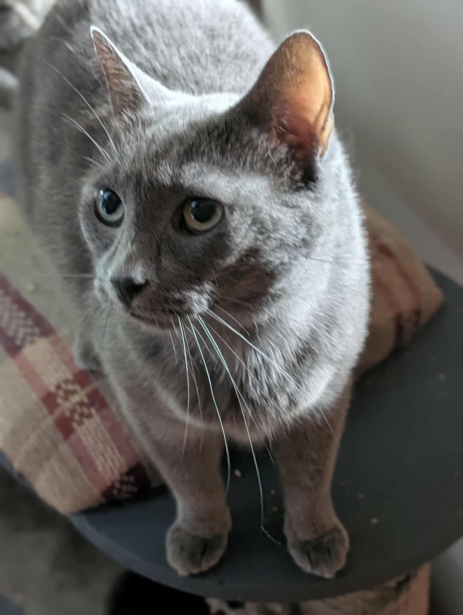 GREY