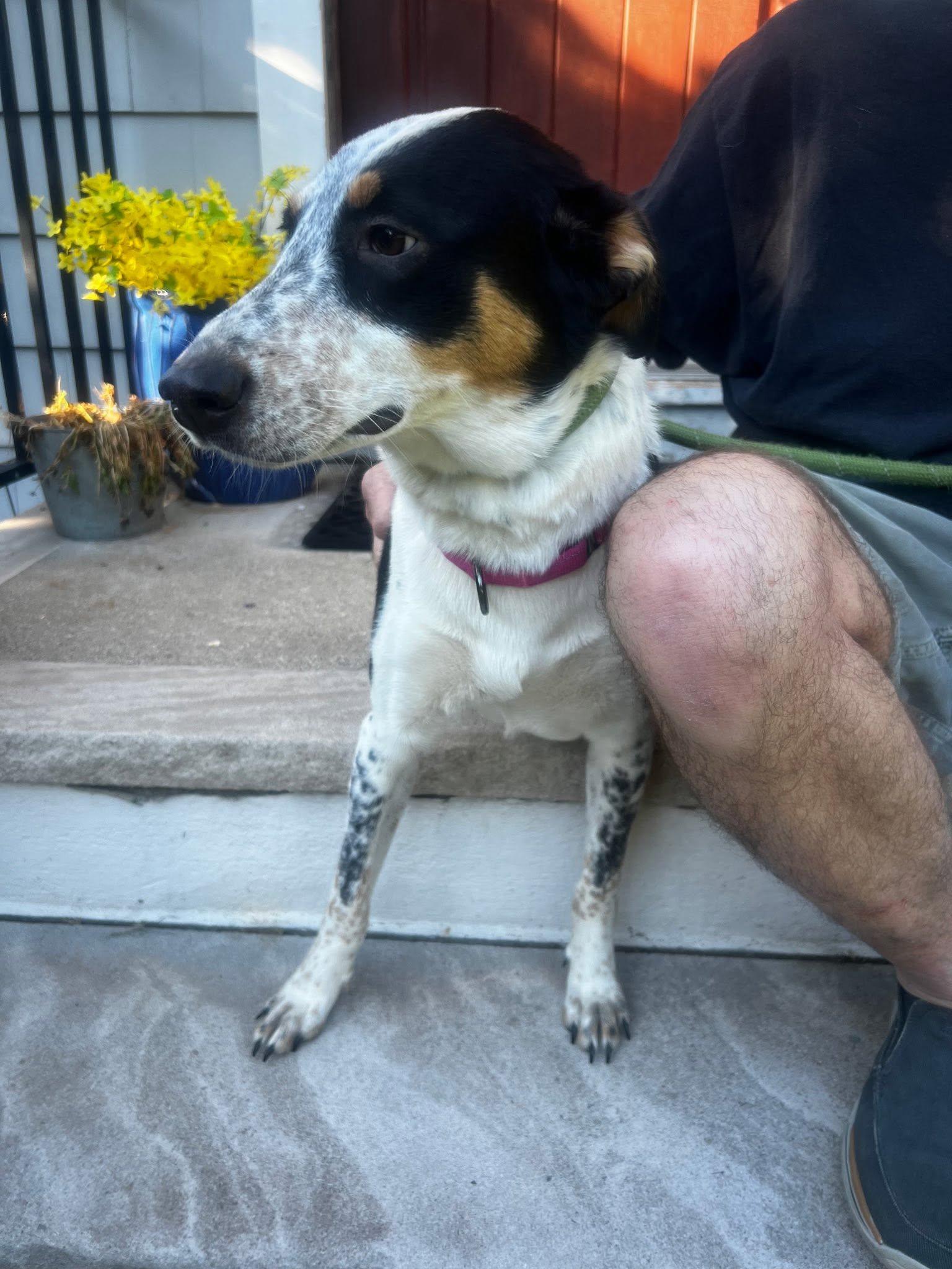 Enlarge Harper, a ADOPTABLE mixed breed in Riverdale, NJ image 6/6