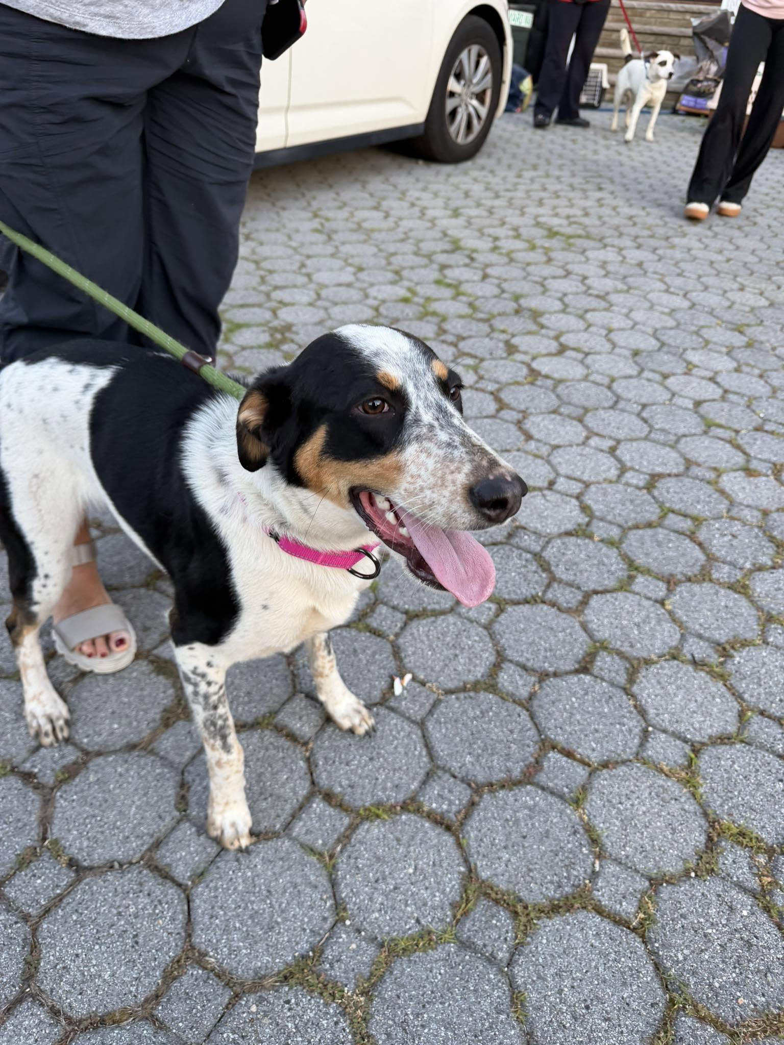 Enlarge Harper, a ADOPTABLE mixed breed in Riverdale, NJ image 5/6
