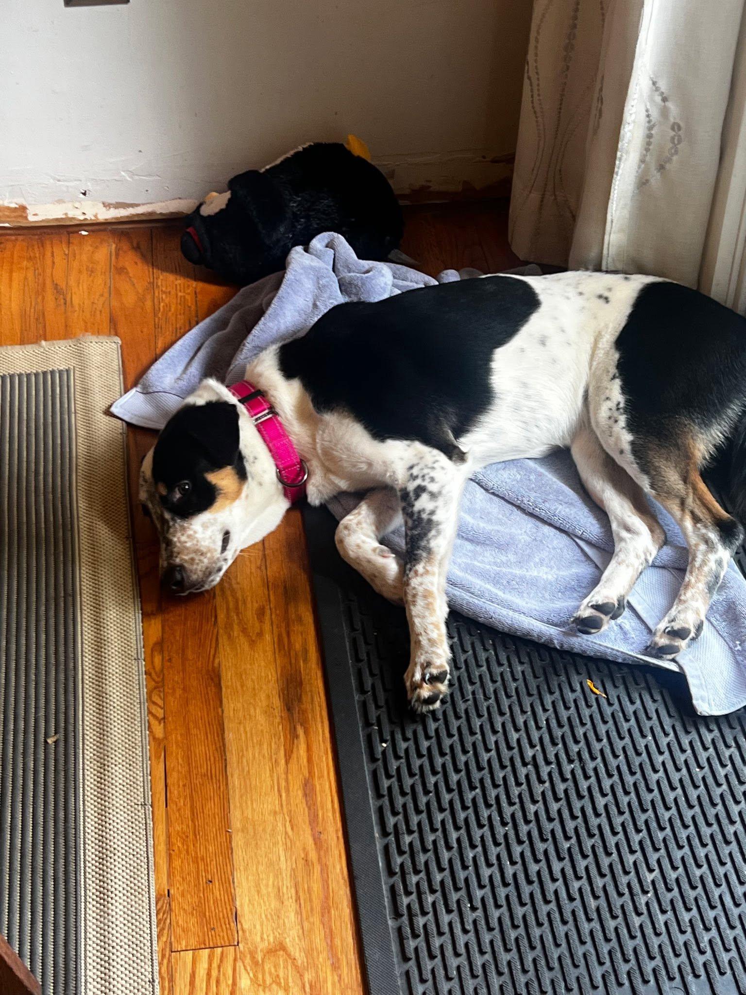 Enlarge Harper, a ADOPTABLE mixed breed in Riverdale, NJ image 3/6