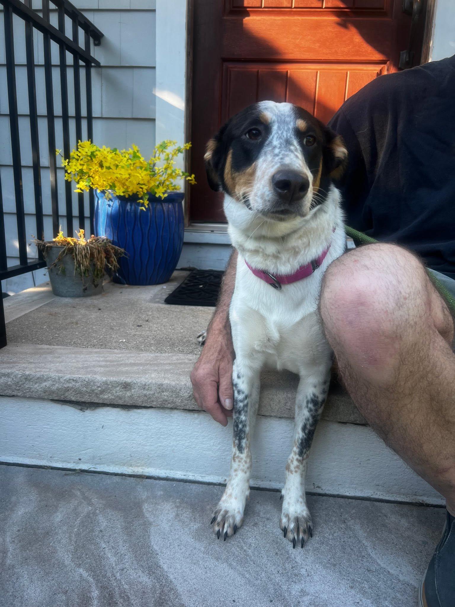 Harper, ADOPTABLE, Adult Female Hound.