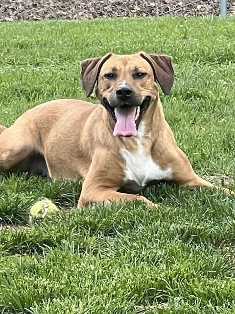 Enlarge Winnie, a Adoptable mixed breed in Prudenville, MI image 1/1