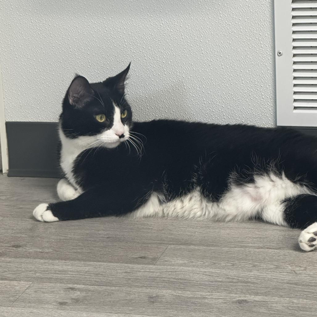 Enlarge Stash, a Adoptable Domestic Short Hair in Uniontown, PA image 1/5