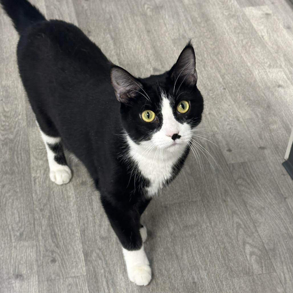 Enlarge Stash, a Adoptable Domestic Short Hair in Uniontown, PA image 2/5