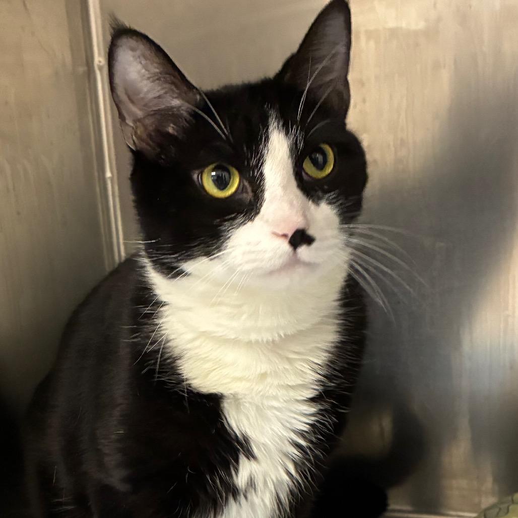 Enlarge Stash, a Adoptable Domestic Short Hair in Uniontown, PA image 3/5