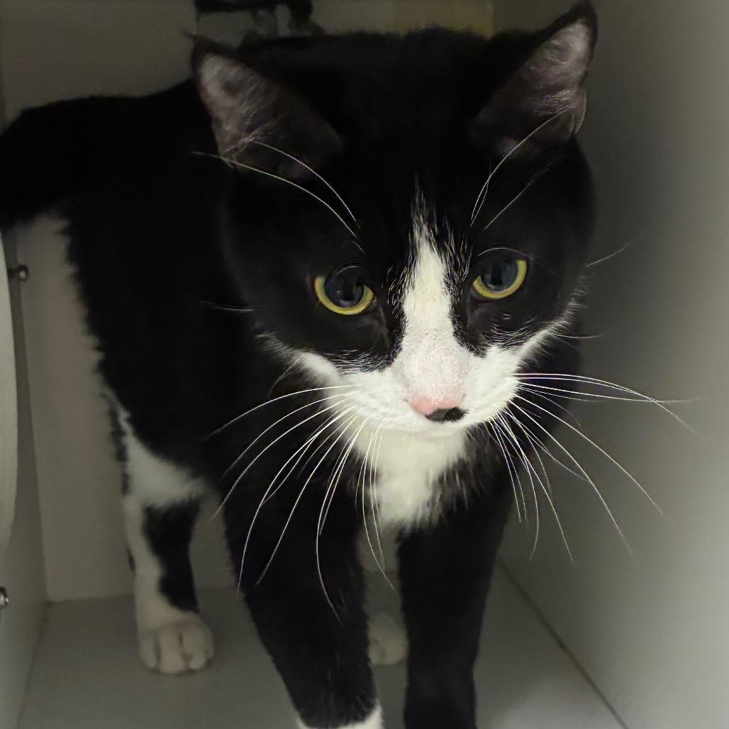 Enlarge Stash, a Adoptable Domestic Short Hair in Uniontown, PA image 4/5