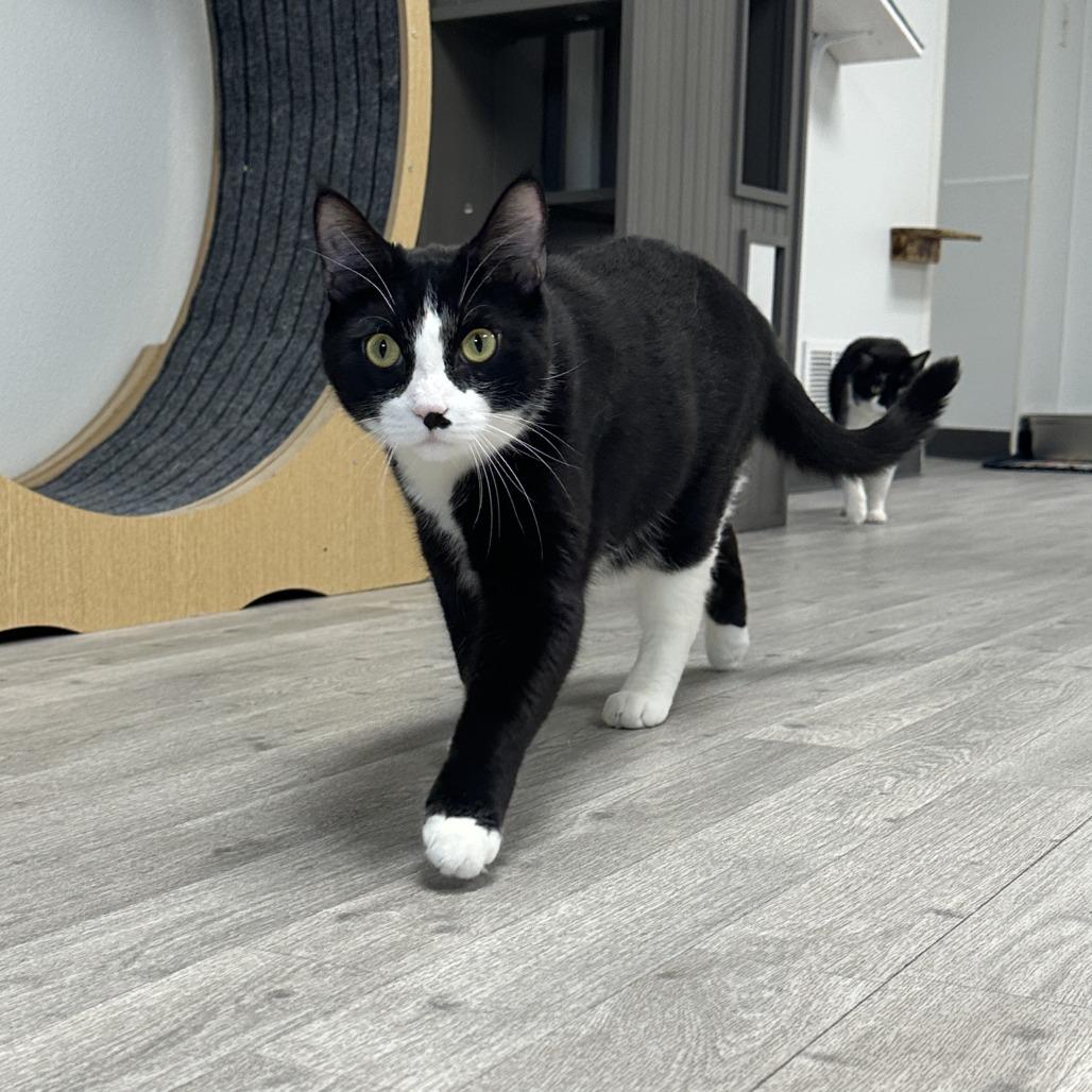 Enlarge Stash, a Adoptable Domestic Short Hair in Uniontown, PA image 5/5