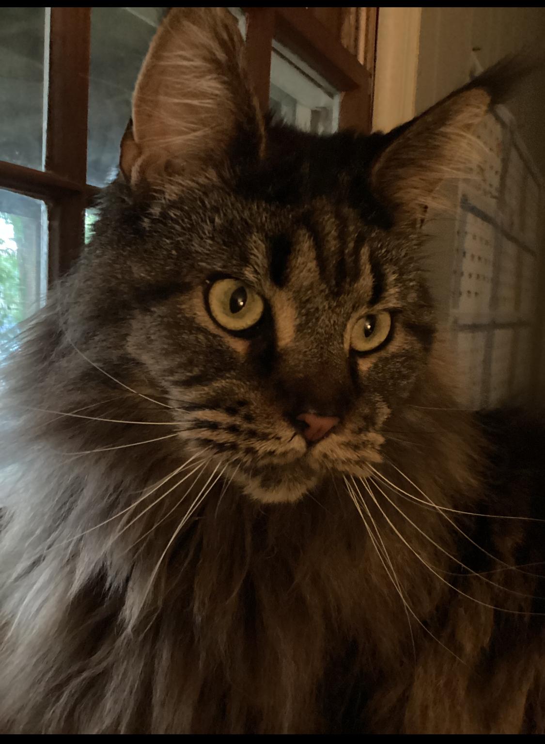 Enlarge GA - Groot (MCR), a Adopted Maine Coon in Milledgeville, GA image 2/3