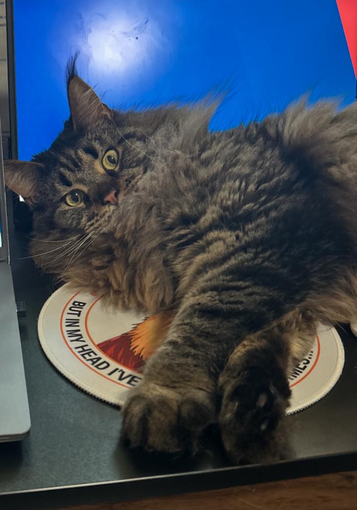 Enlarge GA - Groot (MCR), a Adopted Maine Coon in Milledgeville, GA image 3/3