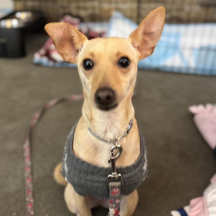 Tater Tot, a Adoptable Italian Greyhound in Apple Valley, CA image 1/6