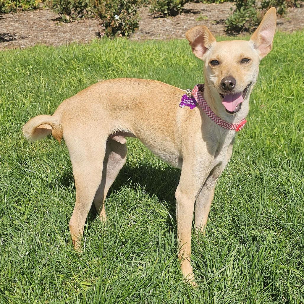 Tater Tot, a Adoptable Italian Greyhound in Apple Valley, CA image 2/6