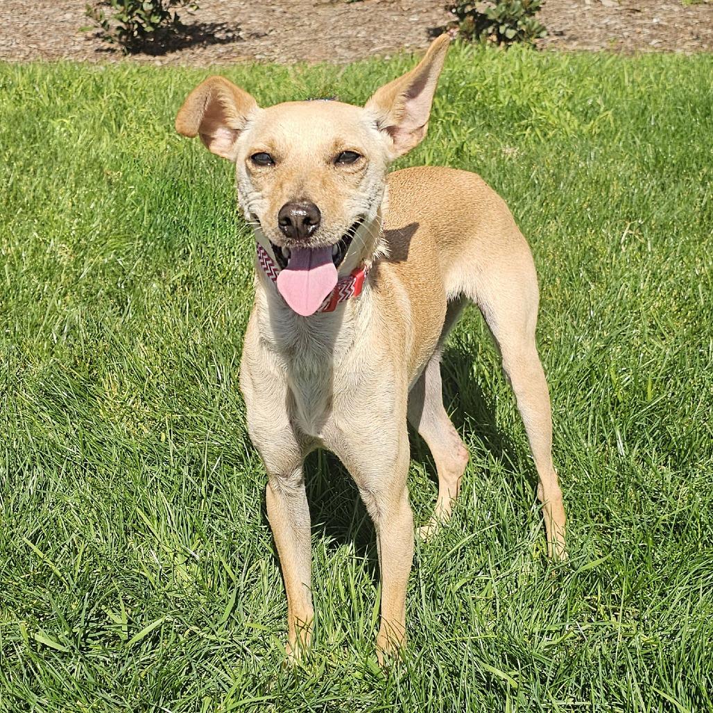 Tater Tot, a Adoptable Italian Greyhound in Apple Valley, CA image 3/6