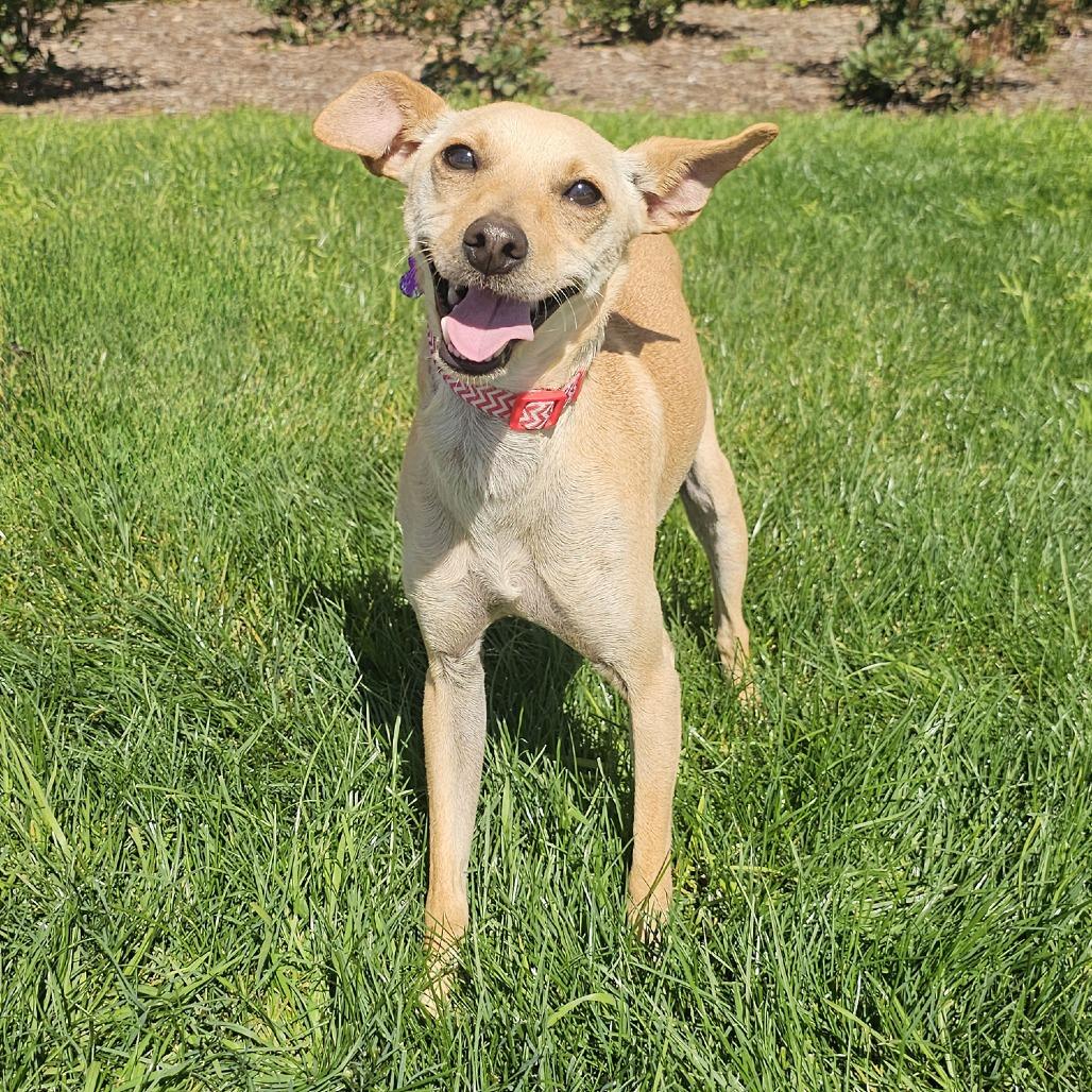Tater Tot, a Adoptable Italian Greyhound in Apple Valley, CA image 4/6