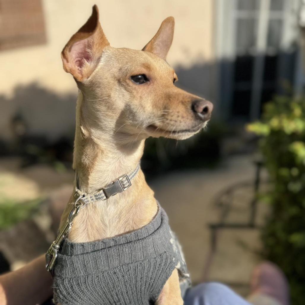 Tater Tot, a Adoptable Italian Greyhound in Apple Valley, CA image 5/6