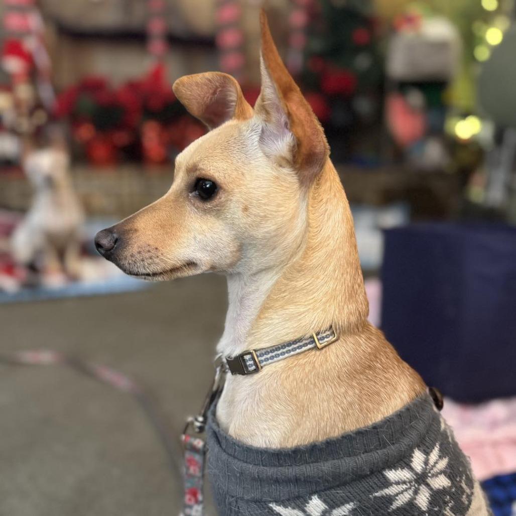 Tater Tot, a Adoptable Italian Greyhound in Apple Valley, CA image 6/6